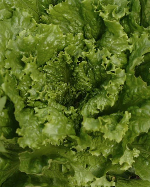 West Coast Seeds - Tropicana Greenleaf Pelleted, 50 Seeds