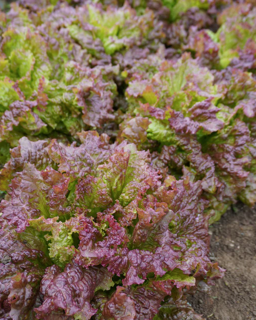 West Coast Seeds - Organic New Red Fire, 250 Seeds