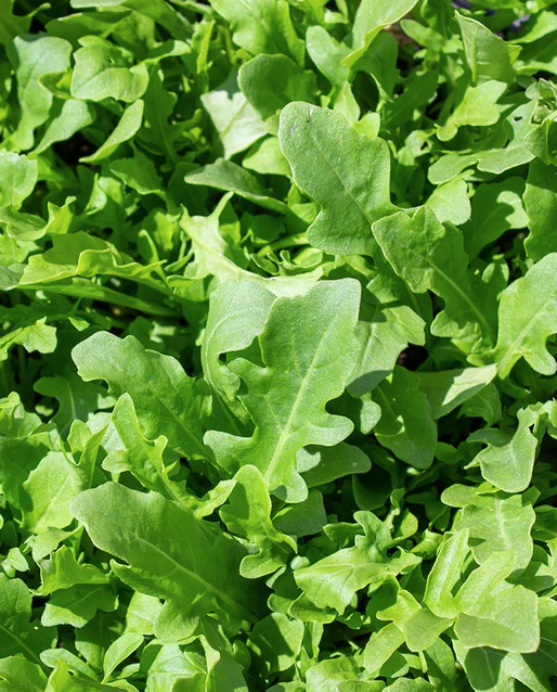 West Coast Seeds - Organic Bellezia, 500 Seeds