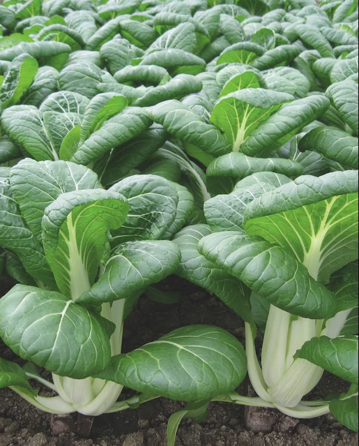 West Coast Seeds - Organic Bopak F1, 100 Seeds
