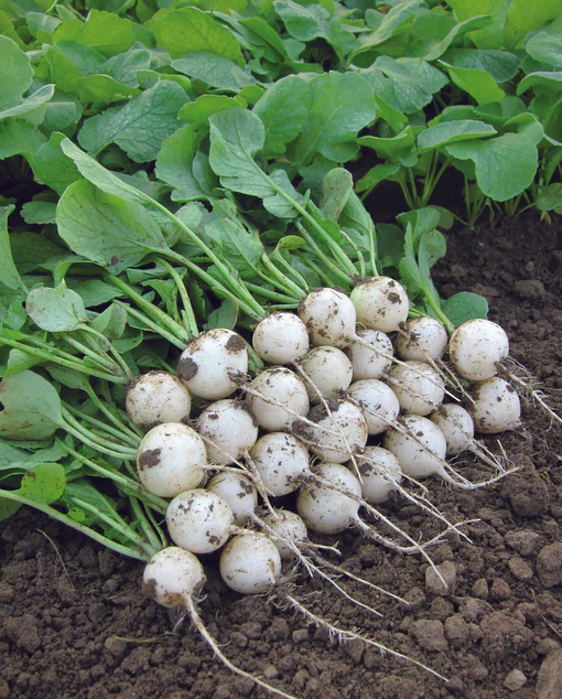West Coast Seeds - Organic Pearl F1, 100 Seeds