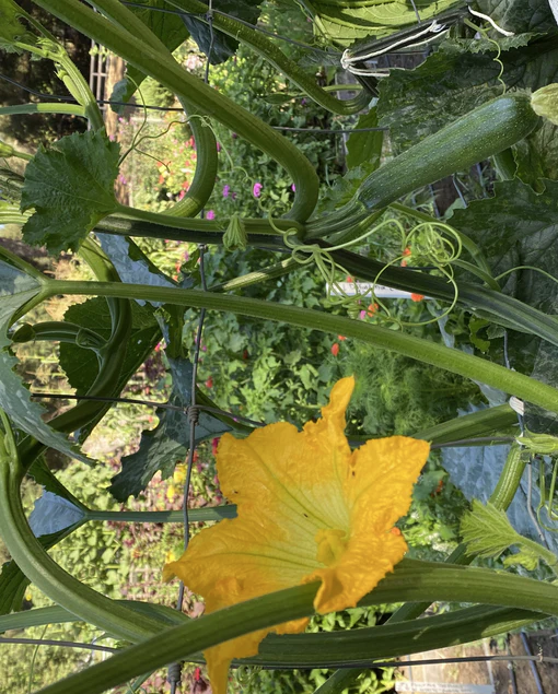 West Coast Seeds - Organic Ola Escaladora OP, 10 Seeds