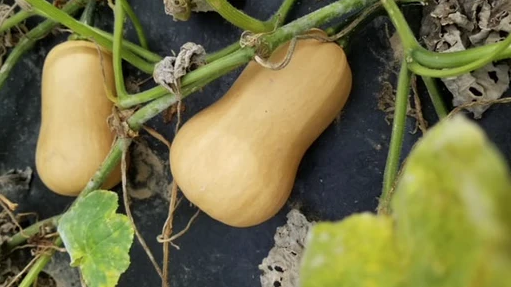 West Coast Seeds - Organic Butterbaby F1, 10 Seeds