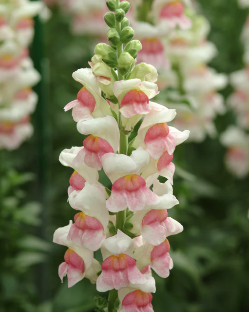 West Coast Seeds - Potomac Appleblossom, 25 Seeds