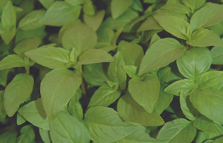 Freeman Organic Herbs - Basil - Thai, 4.5"