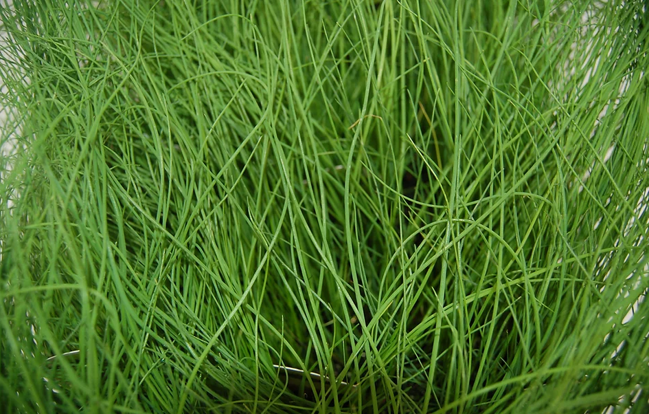 Freeman Organic Herbs - Chives, 4.5"