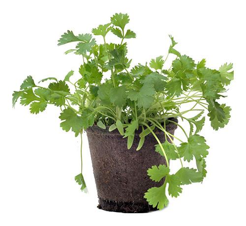 Freeman Organic Herbs - Cilantro, 4.5"