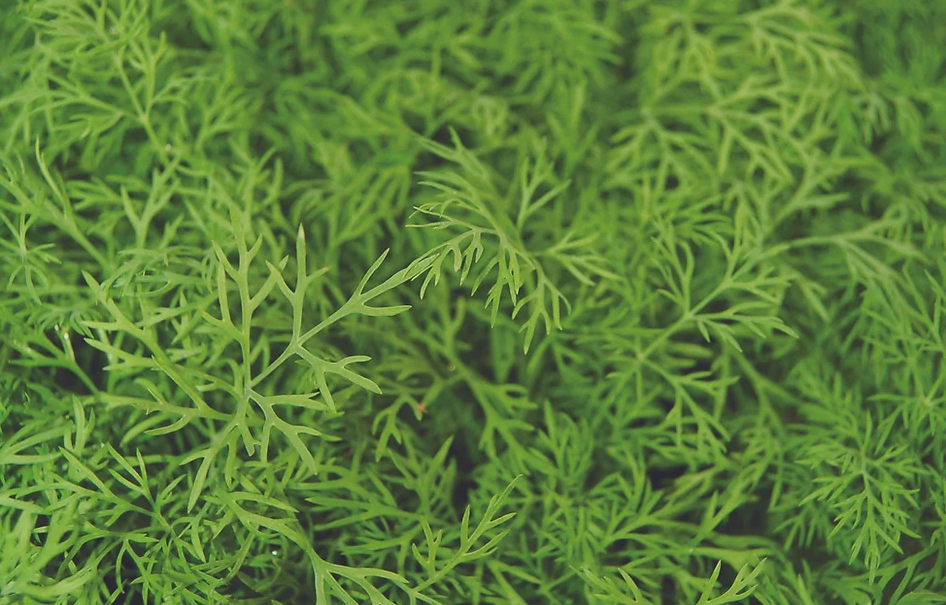 Freeman Organic Herbs - Dill, 4.5"