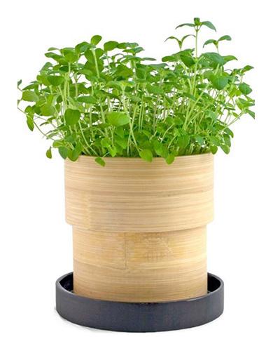 Freeman Organic Herbs - Oregano, 4.5"