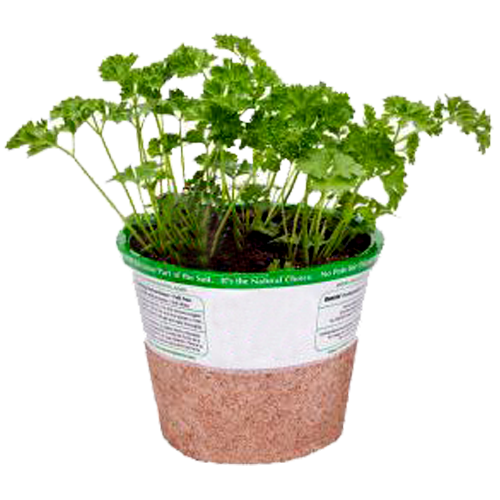 Freeman Organic Herbs - Parsley Curled, 4.5"