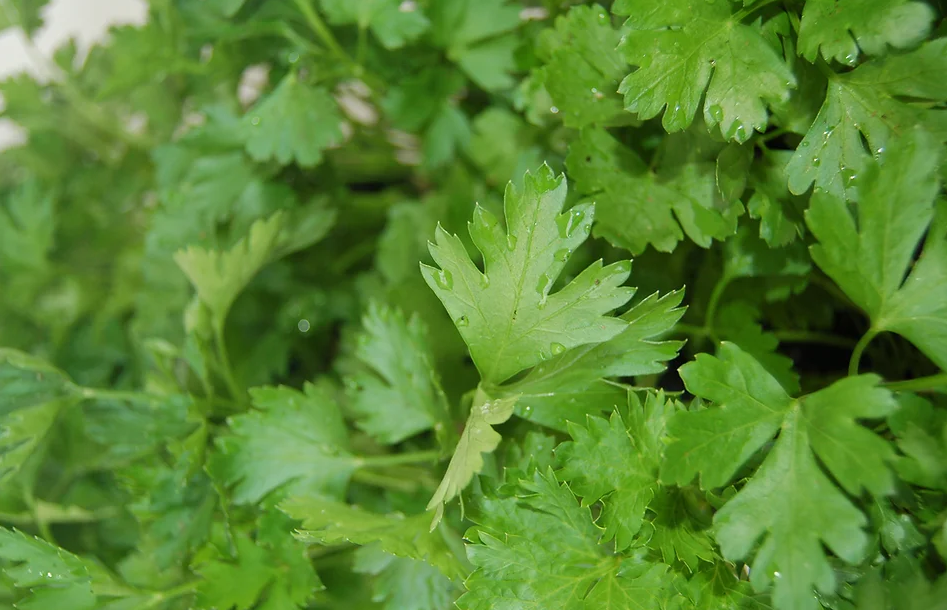 Freeman Organic Herbs - Parsley Italian, 4.5"