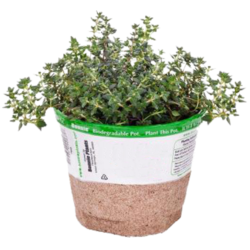 Freeman Organic Herbs - Rosemary, 4.5"