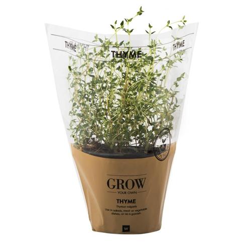 Freeman Organic Herbs - Thyme Garden, 4.5"