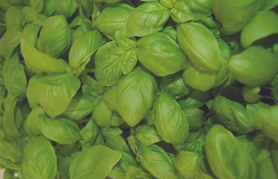 Freeman Organic Herbs - Organic Basil, 5.5"