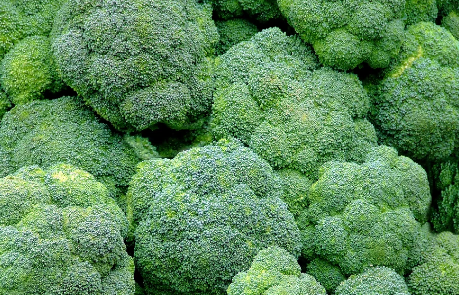 Freeman Organic Herbs - Broccoli Belstar, 4.5"