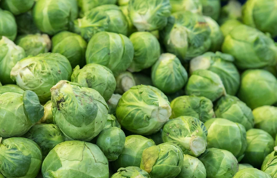 Freeman Organic Herbs - Brussel Sprouts Nautic, 4.5"