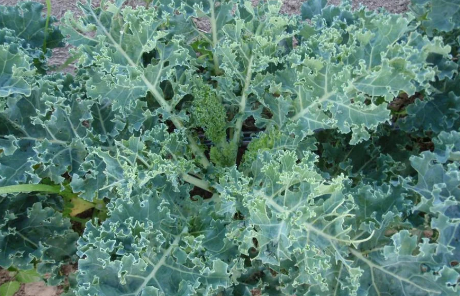 Freeman Organic Herbs - Kale - Starbor, 4.5"