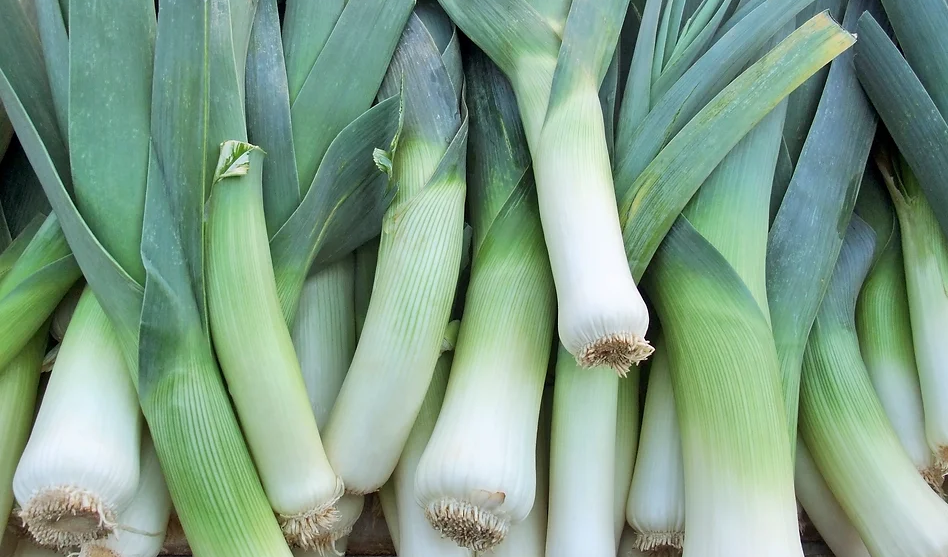 Freeman Organic Herbs - Leek Bandit, 4.5"