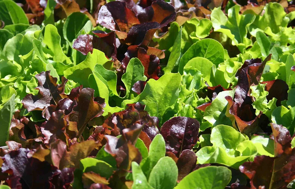 Freeman Organic Herbs - Lettuce Mix, 4.5"