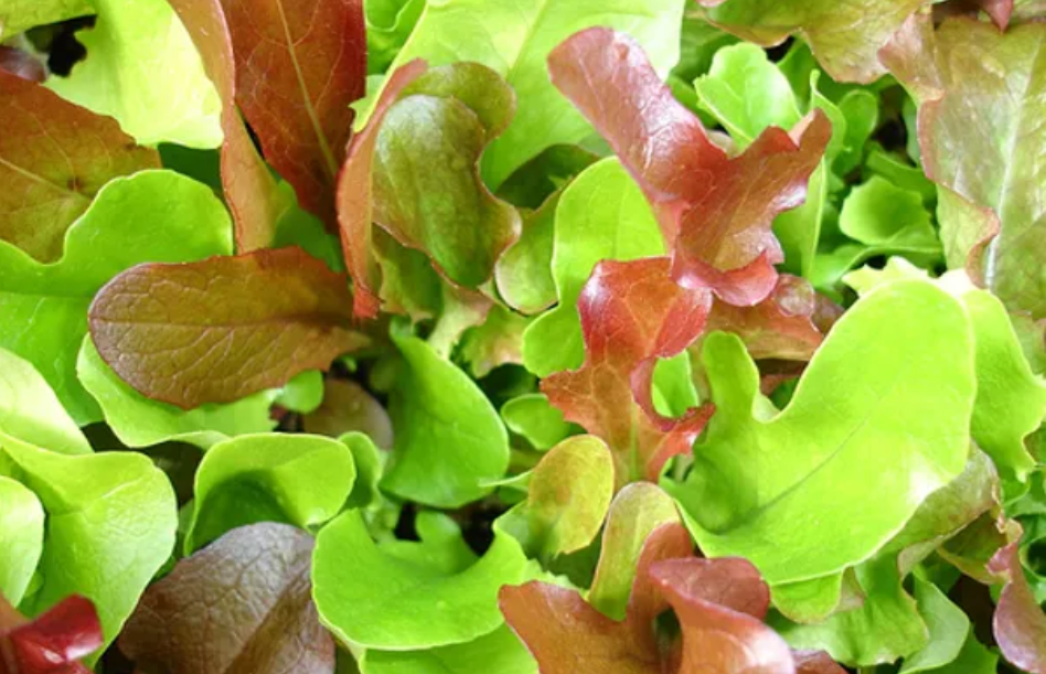 Freeman Organic Herbs - Mesclun Mix, 4.5"