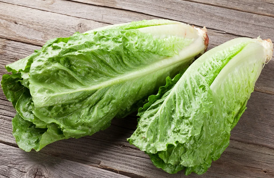 Freeman Organic Herbs - Romaine Lettuce, 4.5"
