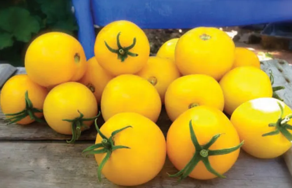 Freeman Organic Herbs - Tomato - Taxi Heirloom, 4.5"