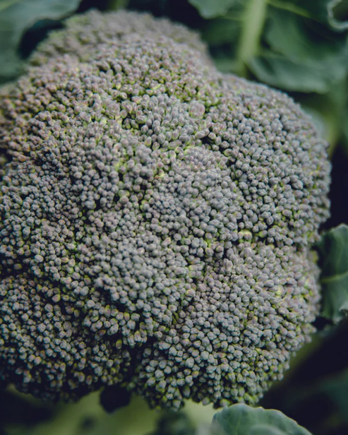 West Coast Seeds - Organic Belstar F1, 50 Seeds
