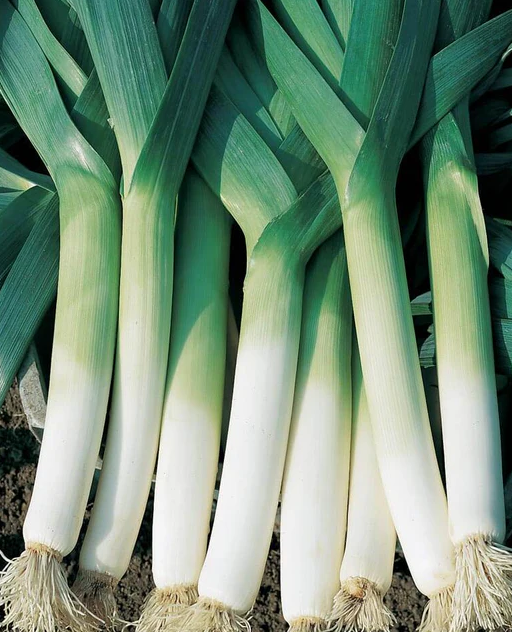 West Coast Seeds - Organic Swiss Giant Lancia, 50 Seeds