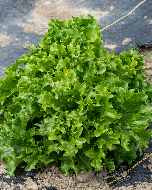 West Coast Seeds - Organic Celinet, 250 Seeds