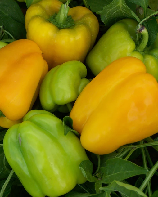 West Coast Seeds - Organic Flavourburst F1, 10 Seeds