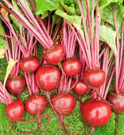 West Coast Seeds - Organic Merlin F1, 100 Seeds