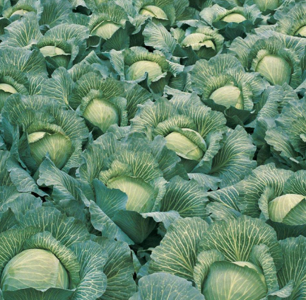 West Coast Seeds - Organic Lennox F1 Coated, 50 Seeds