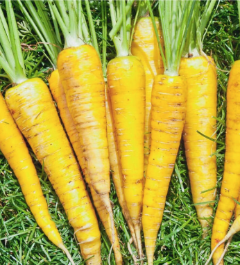 West Coast Seeds - Organic Yellowstone Coated, 331 Seeds
