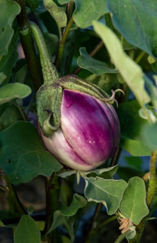 West Coast Seeds - Organic Rosa Bianca OP, 20 Seeds