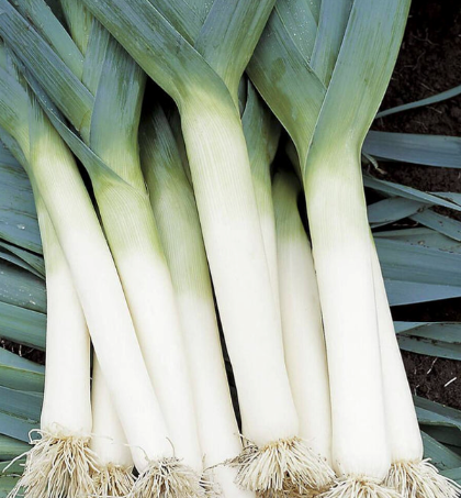 West Coast Seeds - Organic Tadorna, 191 Seeds