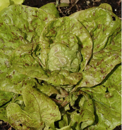 West Coast Seeds - Organic Speckled Butterhead, 580 Seeds