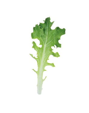West Coast Seeds - Organic Clearwater, 250 Seeds