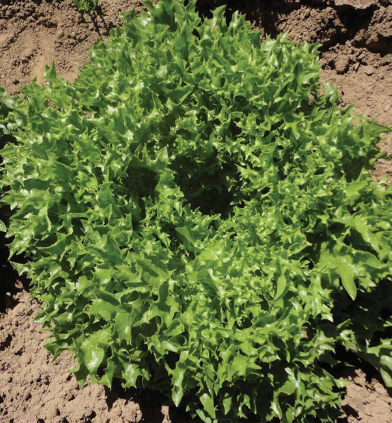 West Coast Seeds - Organic Ezrilla Eazy Leaf, 25 Seeds