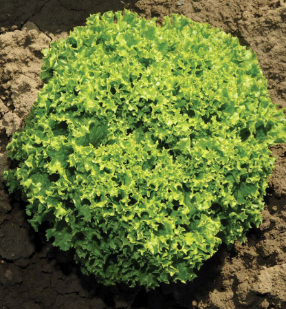 West Coast Seeds - Organic Ilema Eazy Leaf, 25 Seeds