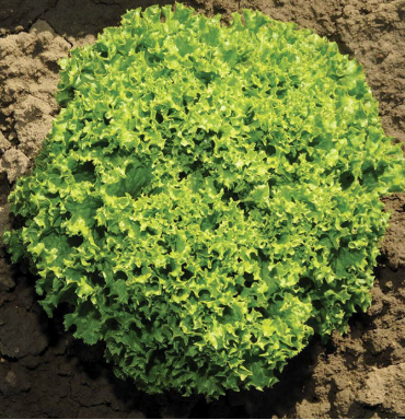 West Coast Seeds - Organic Ilema Eazy Leaf Pelleted, 25 Seeds