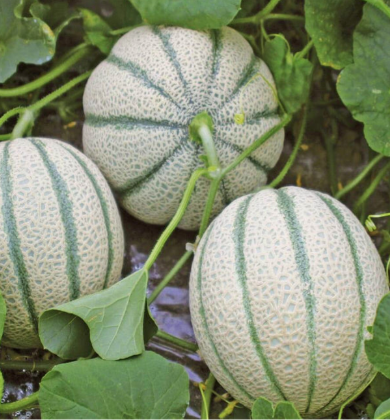 West Coast Seeds - Organic Tirreno F1, 10 Seeds