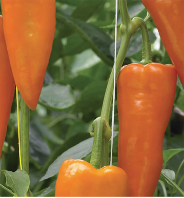 West Coast Seeds - Organic Oranos F1, 10 Seeds
