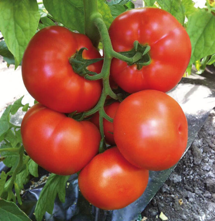 West Coast Seeds - Organic Caiman F1, 10 Seeds