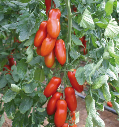 West Coast Seeds - Organic Pozzano F1, 10 Seeds