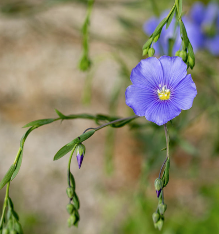 West Coast Seeds - Organic Common Flax, 208 Seeds