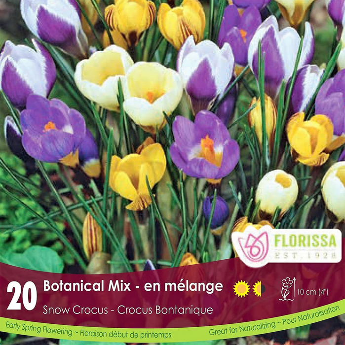 Florissa - Crocus - Botanical Mix, 20 Count