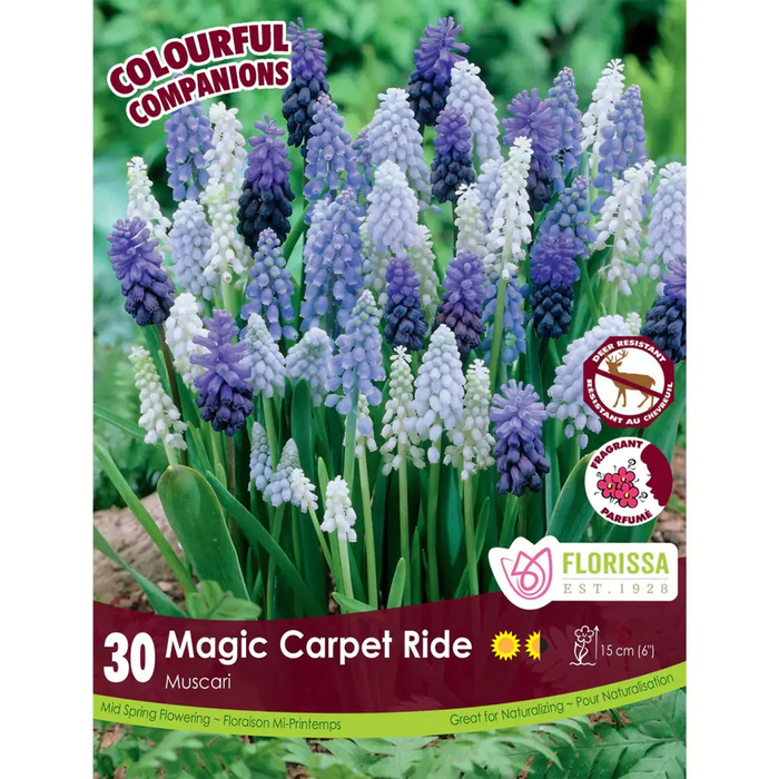 Florissa - Muscari - Magic Carpet Ride, 30 Count