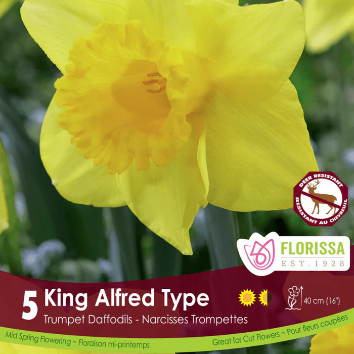 Florissa - Narcissus - King Alfred, 5 Count