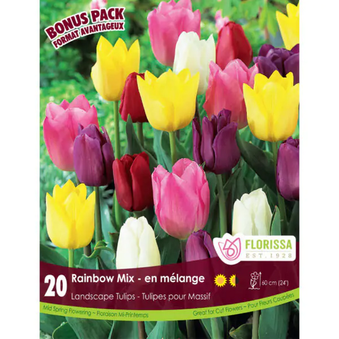 Florissa - Tulip - Rainbow Mix, 20 Count