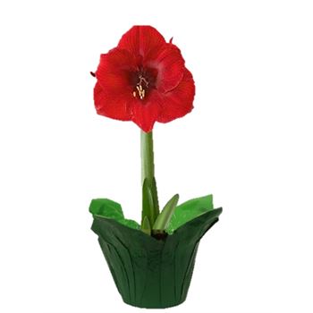 Northland Floral - Amaryllis, 6"